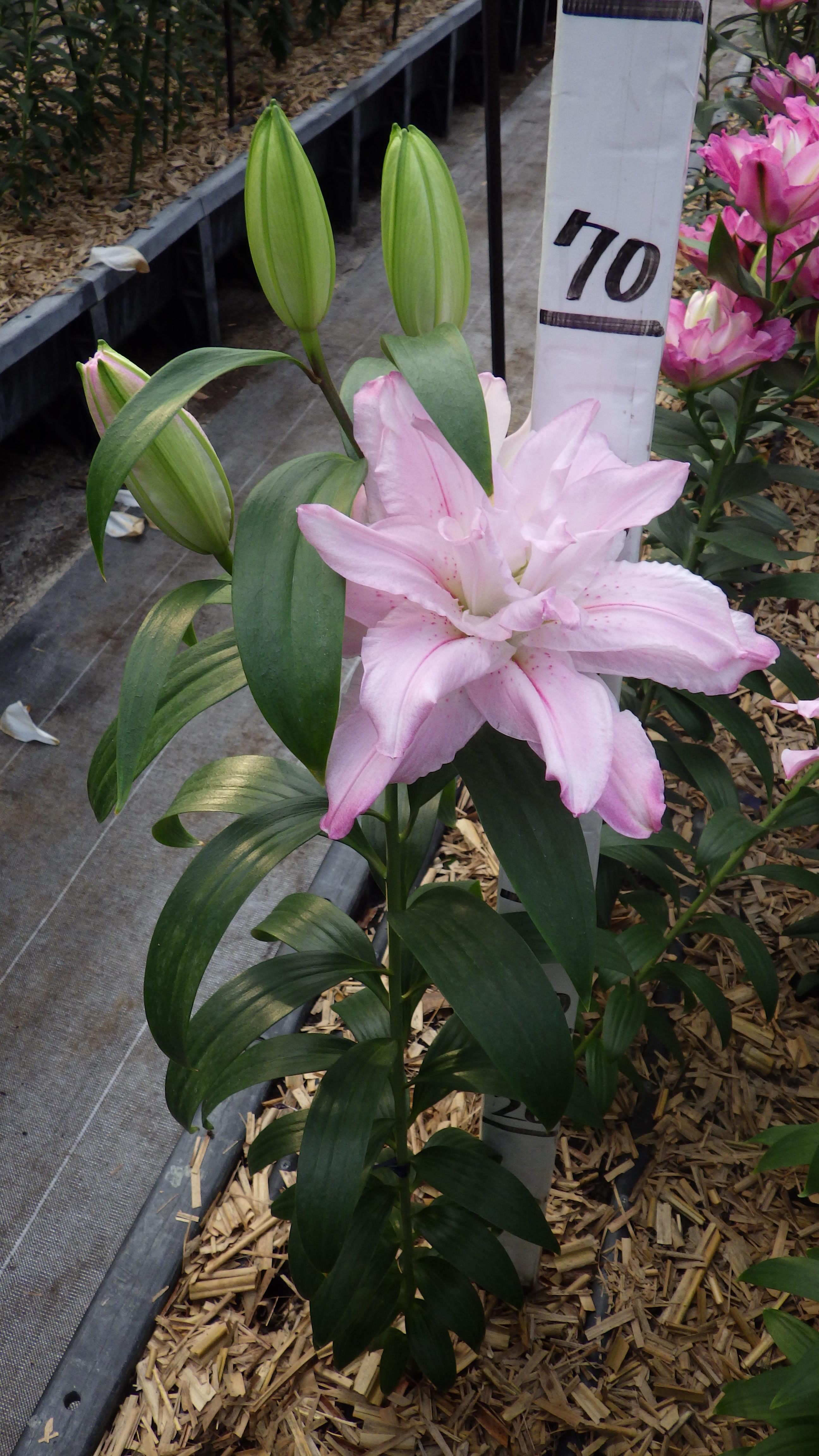 ビクトリアシークレット(八重)